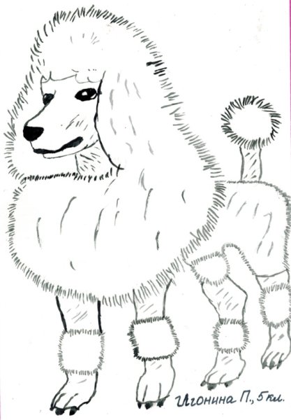 Белый пудель Куприн раскраска