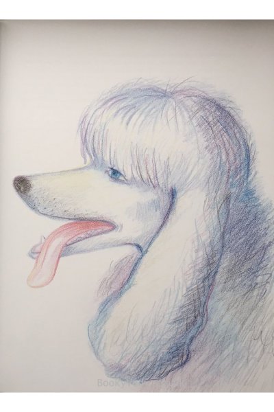 Белый пудель Куприн рисунок