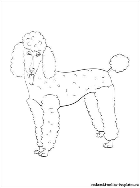 Белый пудель Куприн срисовать