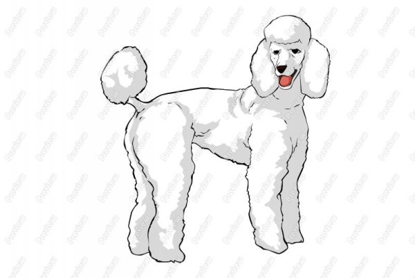 Набросок пуделя