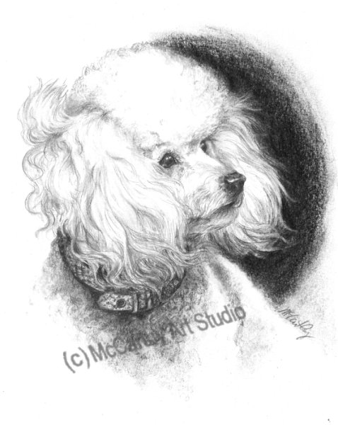 Пудель Арто