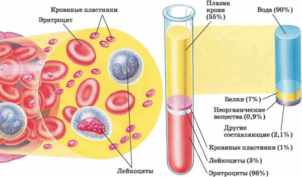 Клетки плазмы крови