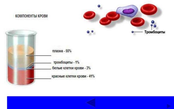 Основные составляющие крови