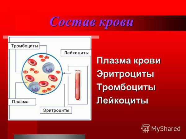 Состав крови лейкоциты плазма эритроциты