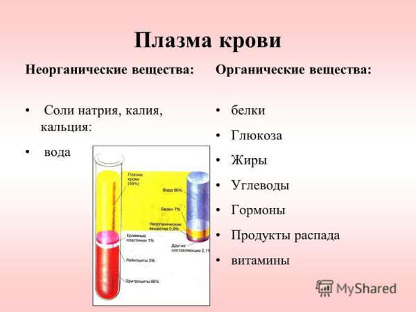 Плазма крови анатомия