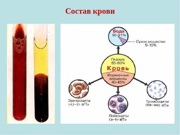 Состав крови плазма и форменные элементы