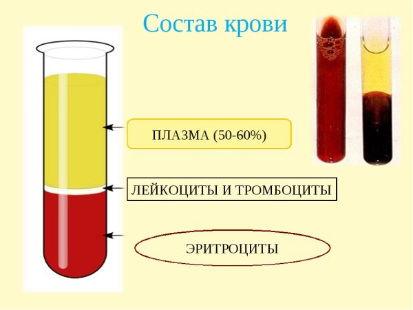 Как выглядит плазма крови