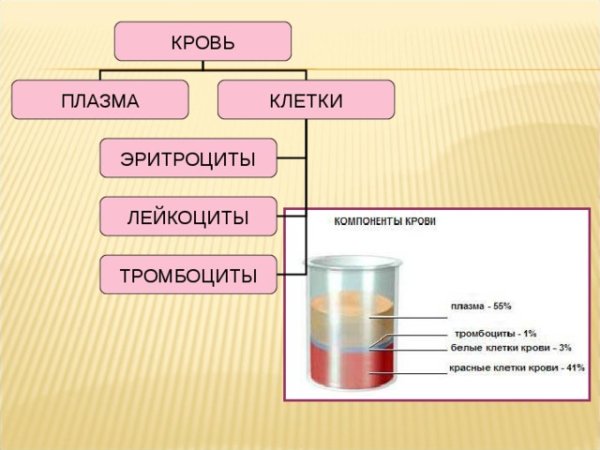 Плазма крови белые кровяные клетки