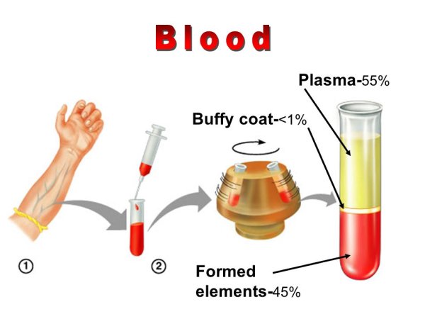 Blood Plasma