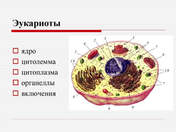 Структура эукариотическая клетка Прокариотическая клетка