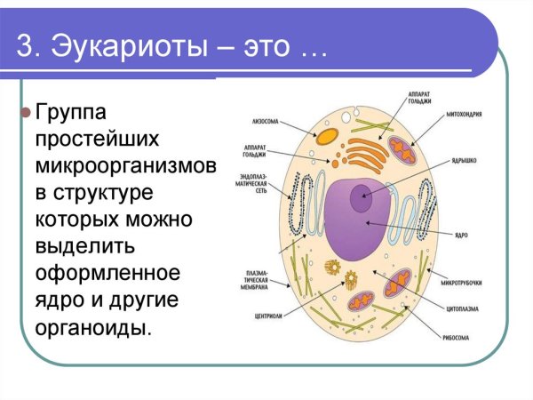 Прокариотические и эукариотические клетки строение