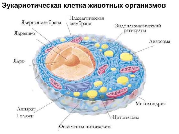 Строение клетки эукариот схема