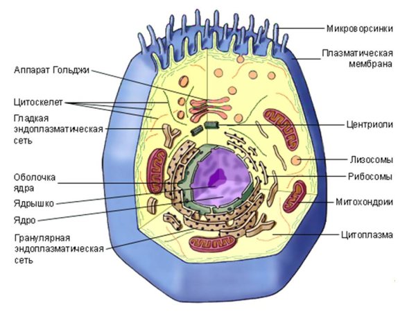 Строение эукариотической клетки кратко биология