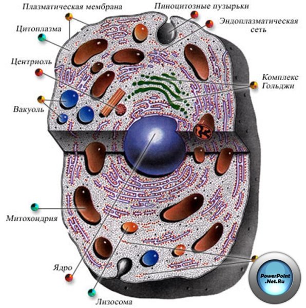 Прокариотическая клетка