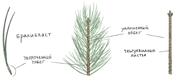 Строение побега сосны