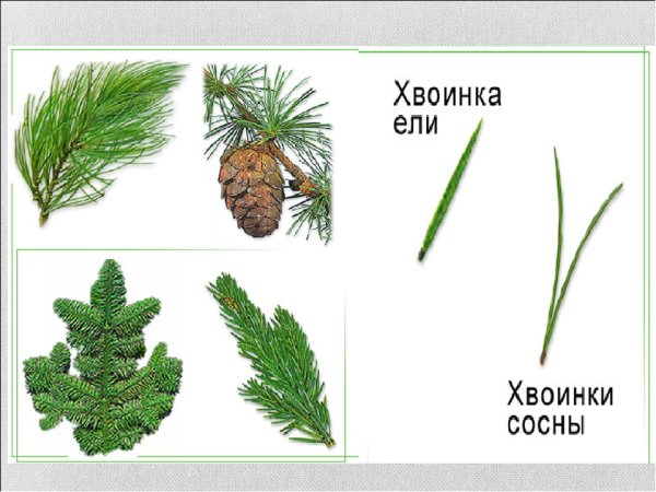 Хвоинки ели обыкновенной