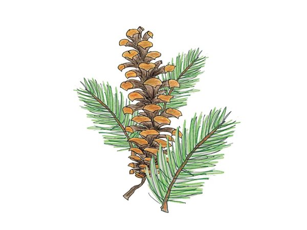 Хвоя рисунок