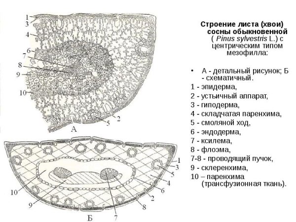 Поперечный срез хвоинки строение