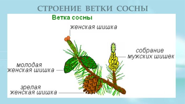 Расположение хвоинок у ели