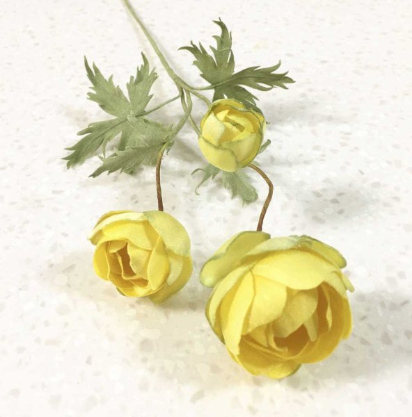 Италмас купальница европейская