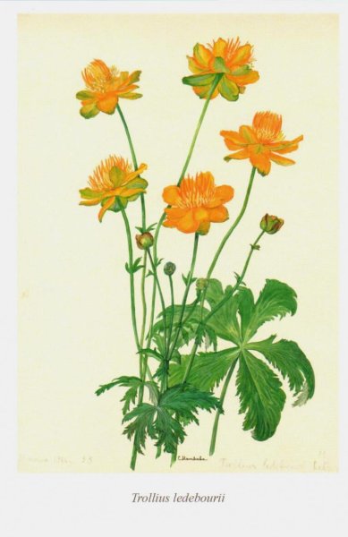 Купальница цветок Италмас