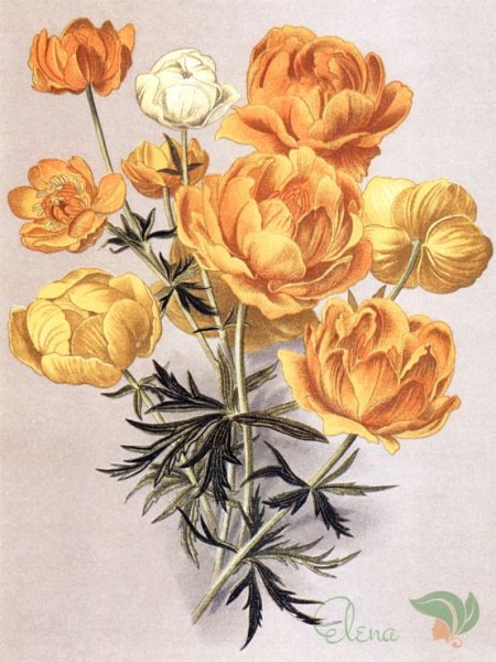 Купальница европейская листья