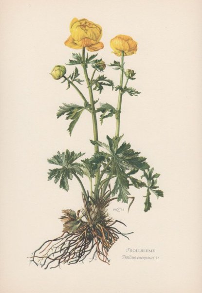 Купальница на белом фоне