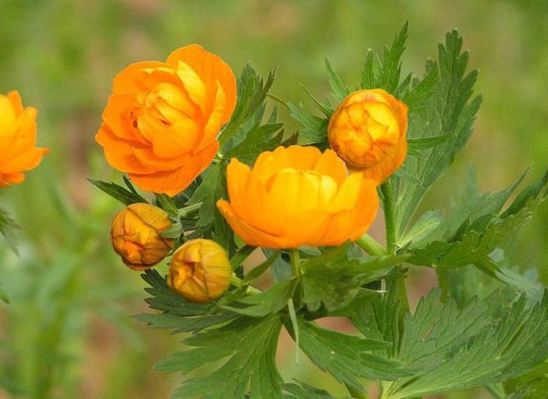 Купальница Ботаническая иллюстрация