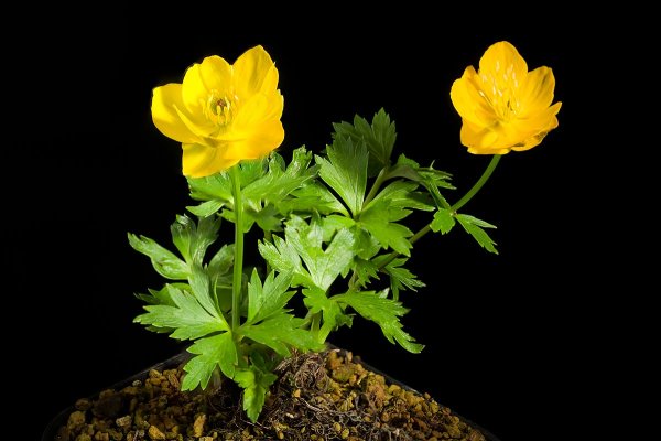 Купальница европейская рисунок