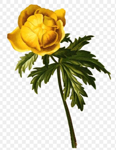 Италмас купальница европейская