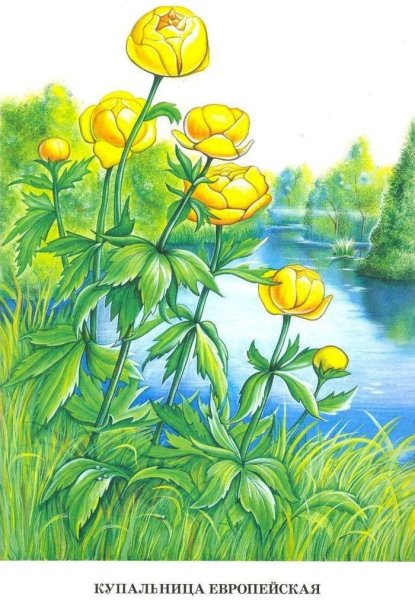 Корневище купальница