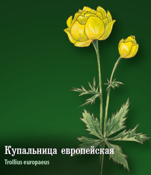 Цветок купальница европейская раскраска