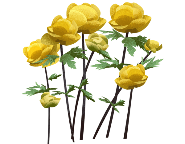 Купальница европейская строение