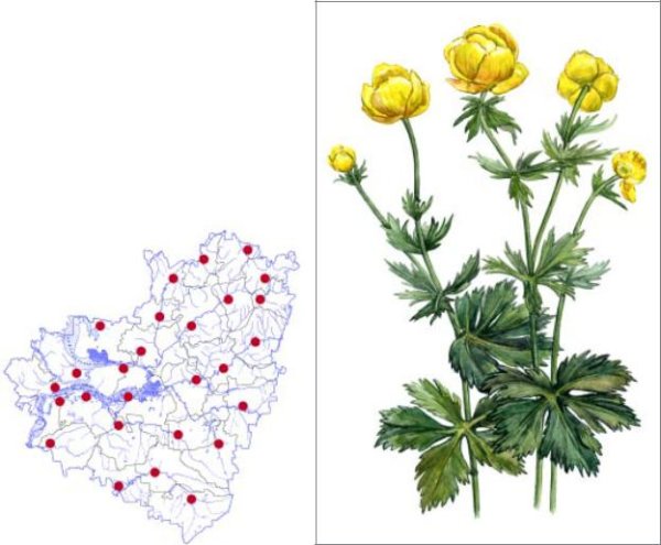 Купальница Ботаническая иллюстрация