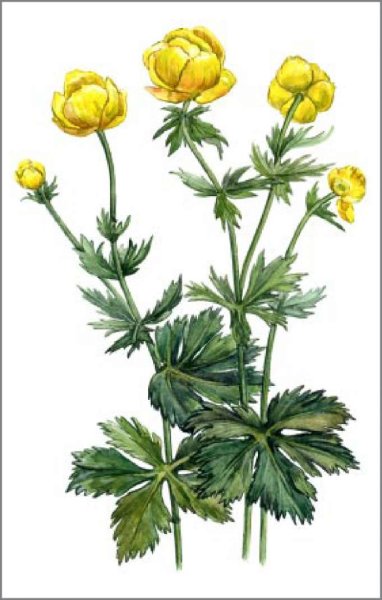 Акварель Купальницы