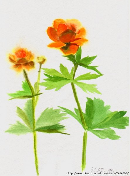 Купальница Ботанический рисунок