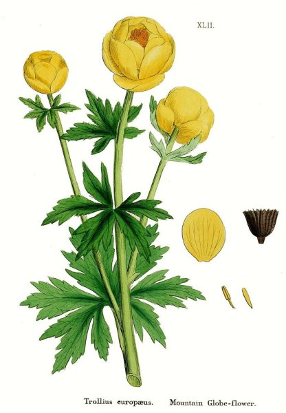 Купальница европейская Ботаническая иллюстрация