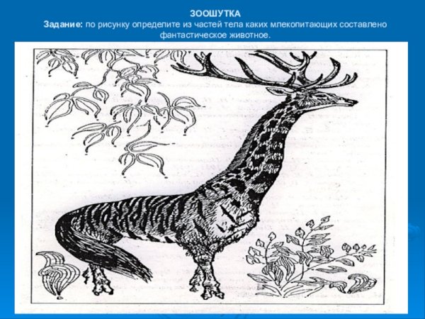 Зоошутка птицы