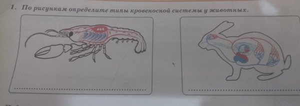 Морской конёк кровеносная система