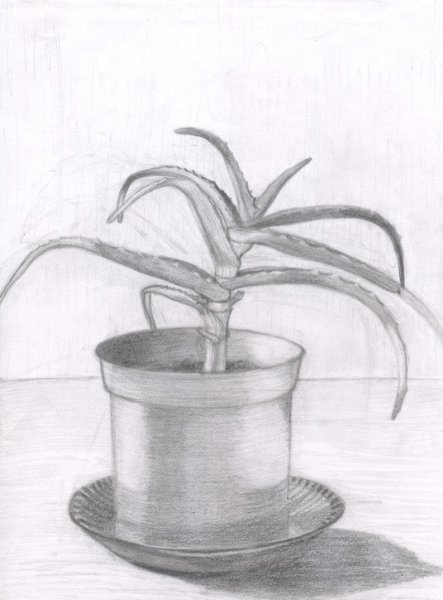 Фикус раскраска для детей