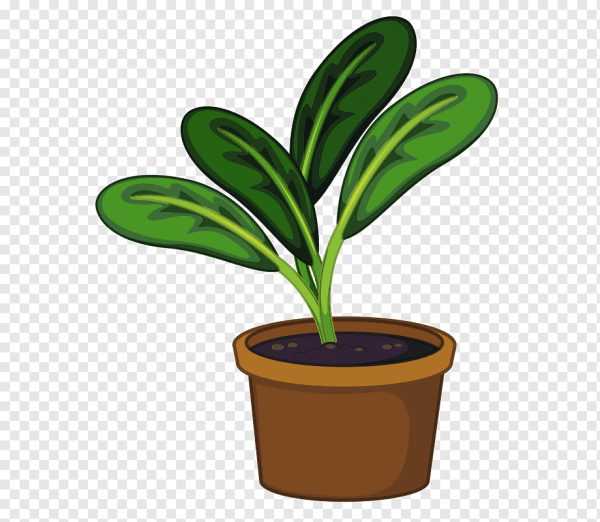 Растения в горшках для срисовки