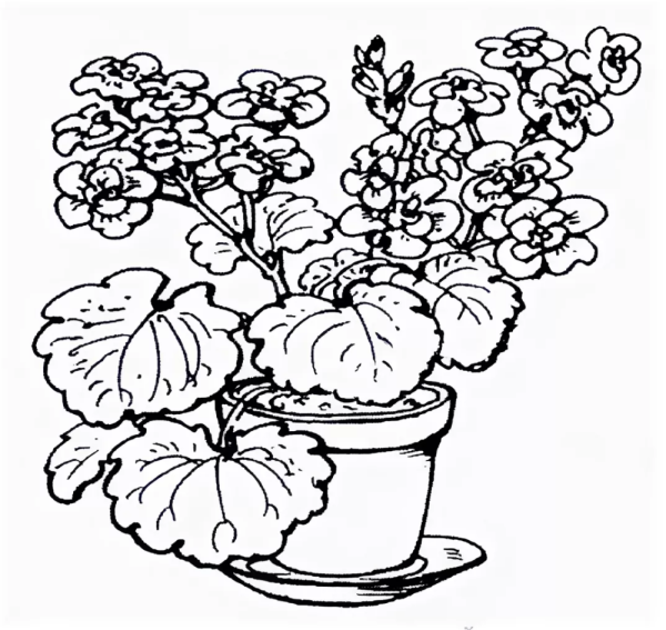 Растение в горшке вектор