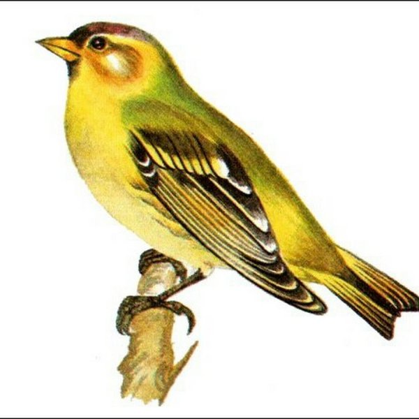 Развесёлый Чиж