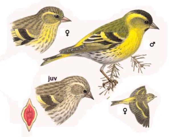 Чиж рисунок