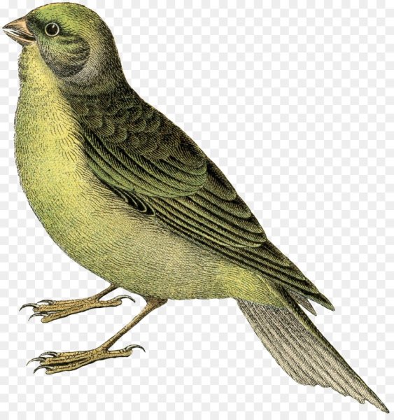 Желтая птичка на прозрачном фоне