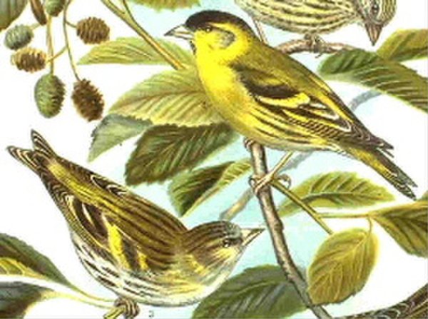 Чиж мультяшный