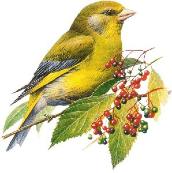 Зеленушка на белом фоне