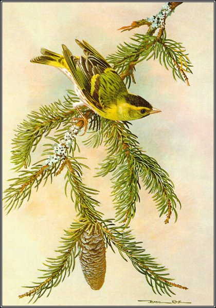 Чижики прорисованные акварелью