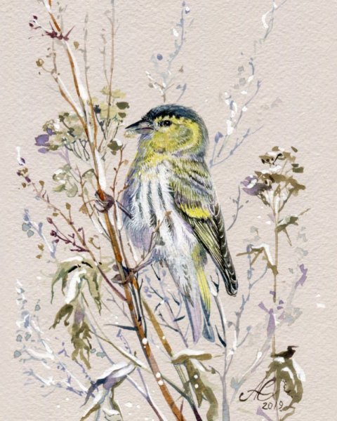 Зимующие птицы