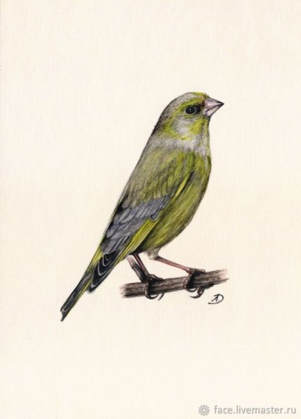 Чечетка птица на прозрачном фоне